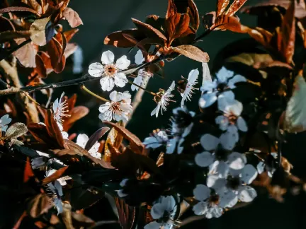 Glimmer Casino App Mobile